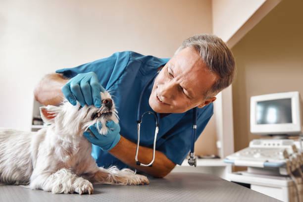 Best Emergency Root Canal Treatment in Bourg, LA